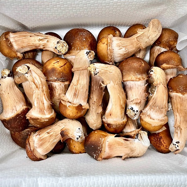 수리산 기슭 참샘골 맑은 물로 자란 (상품) 경성당 참송이버섯 1kg